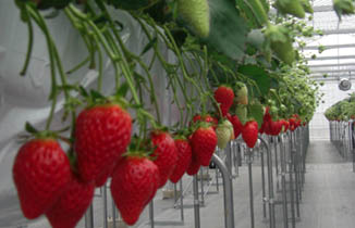 いちごファームKUMAGAYA・４