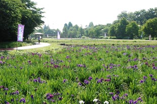 別府沼公園のハナショウブ080610・２