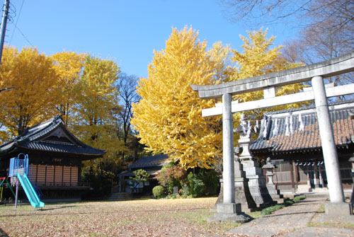 佐間天神社のイチョウ・６