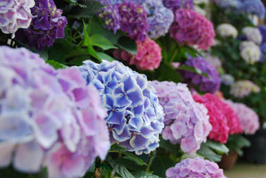 能護寺2010.6.21・８