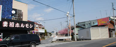 妻沼の桜20100313・６