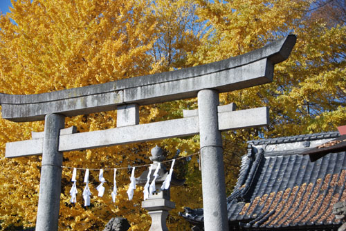 佐間天神社のイチョウ・７