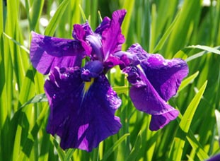 別府沼公園のハナショウブ080610・３