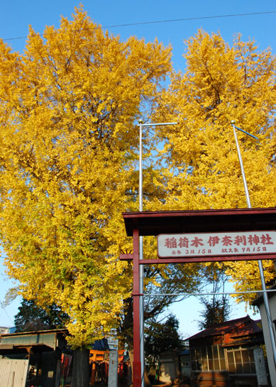 銀座の稲荷木伊奈利神社・３