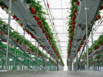 いちごファームKUMAGAYA・７