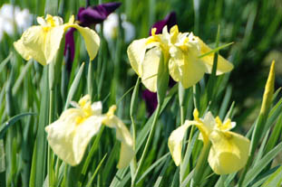 別府沼公園のハナショウブ080610・４