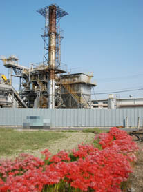 リンテック脇ヒガンバナ071007・１