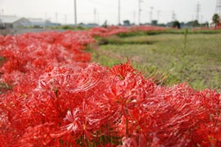 リンテック脇ヒガンバナ071007・２