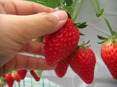 いちごファームKUMAGAYA・９