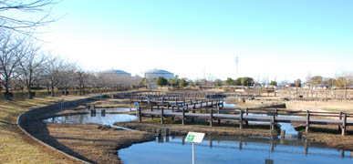 古代蓮の里　さみしい蓮園