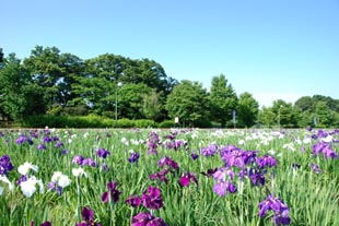 別府沼公園のハナショウブ080610・５