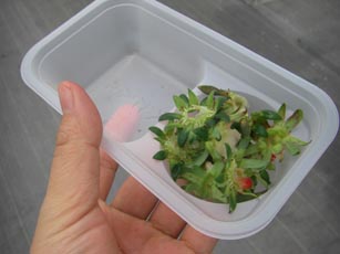 いちごファームKUMAGAYA・１０