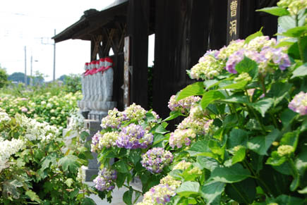 保安寺あじさい2010.6.11　２