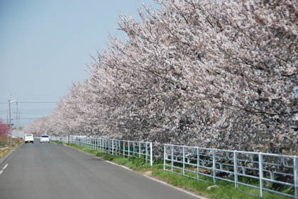 深谷市・パティオ近所の桜