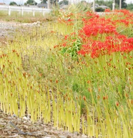 リンテック脇ヒガンバナ080923