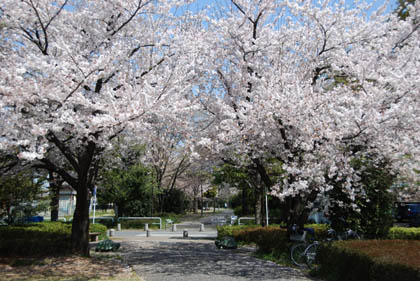 「かめの道」の桜