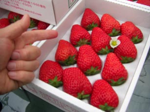 いちごファームKUMAGAYA・１１