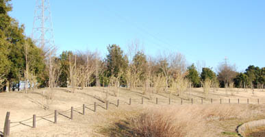 古代蓮の里　ロウバイ・２