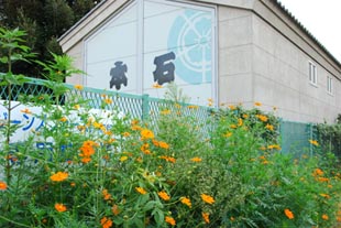 本石のキバナコスモス080902・２