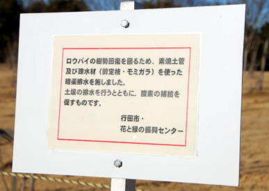 古代蓮の里　ロウバイ・３