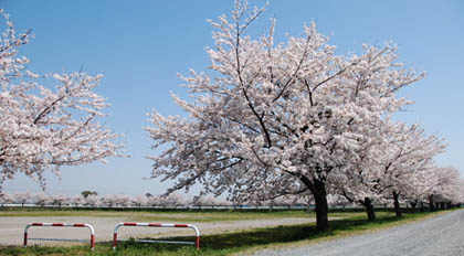 下奈良「桜の園」・１