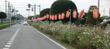 岡部のコスモス・１