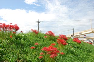 村岡ヒガンバナ080923・２