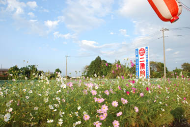 岡部のコスモス・２