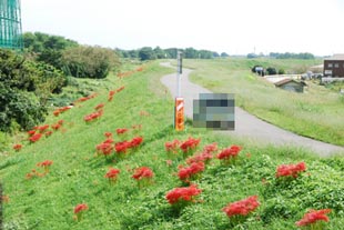 村岡ヒガンバナ080923・３