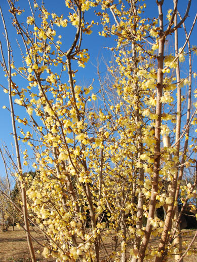 古代蓮の里　ロウバイ・４