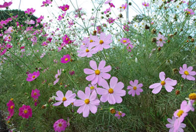 岡部のコスモス・３