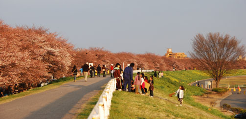 熊谷桜堤2010.4.3夕方・２