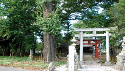 久保島神社彼岸花・２
