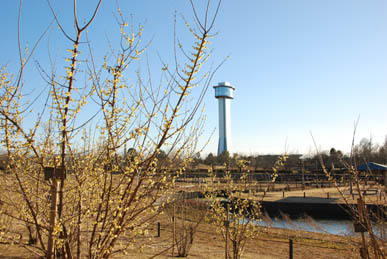 古代蓮の里　ロウバイ・６
