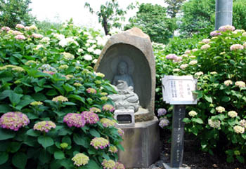 保安寺あじさい2010.6.11　７