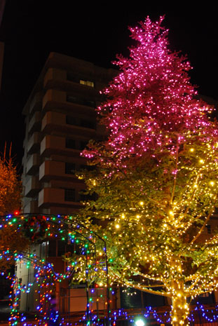くまがや館ツリー08年・３