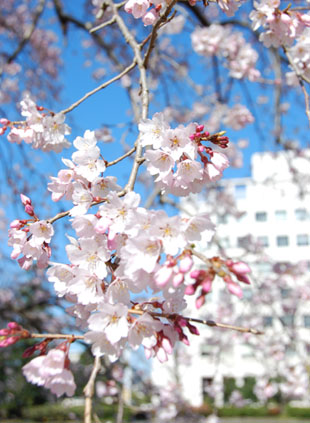 中央公園の桜・２