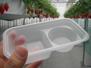 いちごファームKUMAGAYA・８