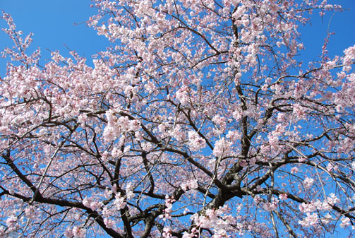 中央公園の桜・３