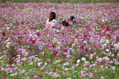 にった花トピア・３