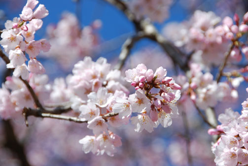 中央公園の桜・４