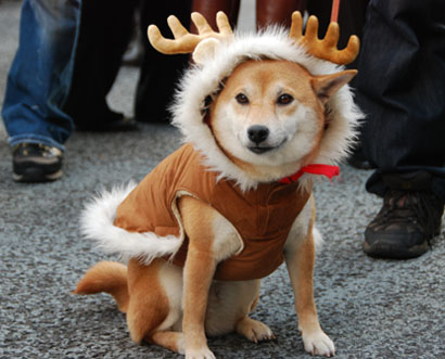 銀座のクリスマスわんちゃん・２