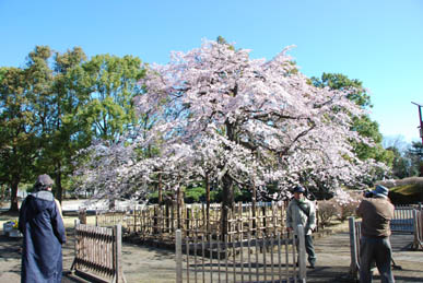 中央公園の桜・５