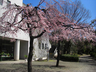 中央公園の桜・６