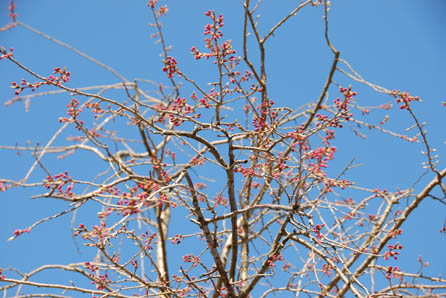 別府沼公園の桜・１