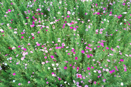 にった花トピア・５