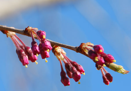 別府沼公園の桜・２