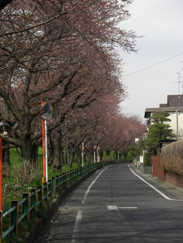 荒川土手090331・１