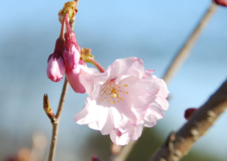 別府沼公園の桜・３