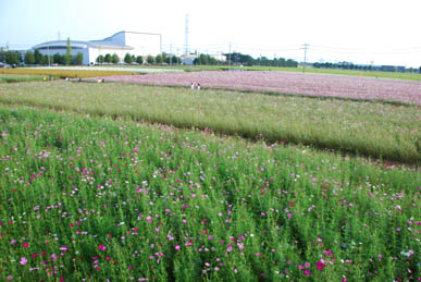 にった花トピア・６